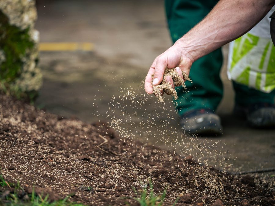 Grassamen werden von Hand auf ein ausgebessertes Rasenst&uuml;ck bei T&uuml;bingen ausgebracht