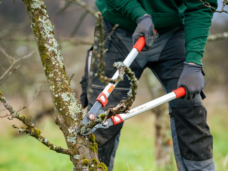 Baumpflege mit der Astschere an einem Obstbaum auf einer Streuobstwiese bei T&uuml;bingen